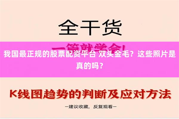 我国最正规的股票配资平台 双头金毛？这些照片是真的吗？